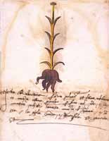 Herba Rubectaria
