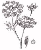 Finocchio
