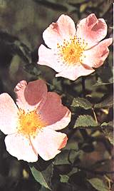 Rosa canina