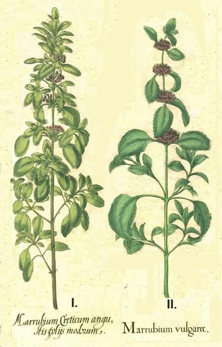 Marrubium