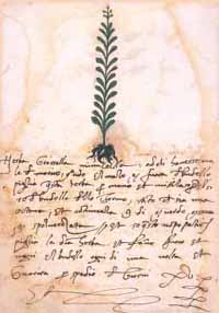 Herba Grassella
