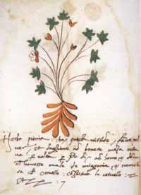 Herba Pionia