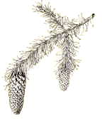 Abete