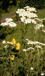 Achillea