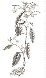 Balsamina
