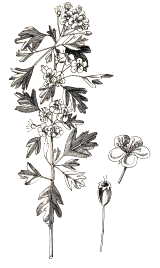 Biancospino