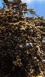 Biancospino