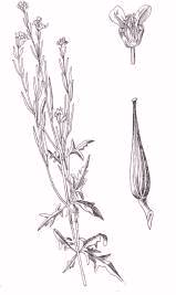 Erisimo