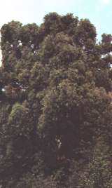 Eucalipto