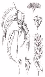 Eucalipto