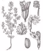 Eufrasia