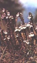 Eufrasia