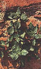 Parieta