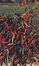 Peperoncino