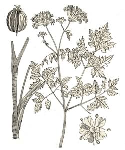 Cicuta
