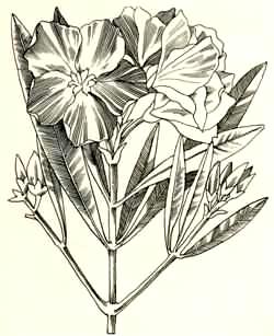 Oleandro