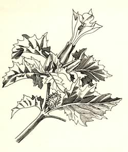 Stramonio